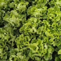 意大利生菜