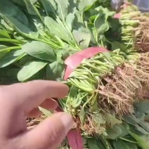 河北邯郸永年，君达叶，高杆菠菜。菠菜，小叶菠菜
