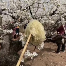 供应梨花粉果树人工授粉专用高活性梨花粉提高坐果率出口品质