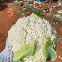 好货松花