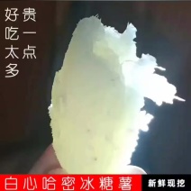 河北吴桥西瓜红白哈蜜地瓜蜜薯类别大全