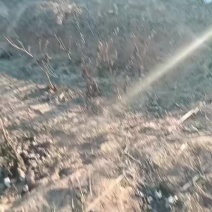 河北速生杨