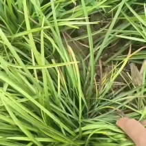麦冬苗