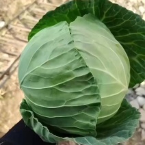 精品货小铁头甘蓝产地一手货源全国发货可视频看货