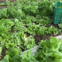 大叶生菜