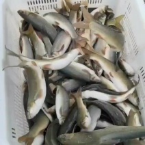 雅鱼苗