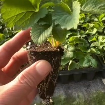 月王草莓种苗，辉煌草，脱毒原原种苗，红颜草莓穴盘苗