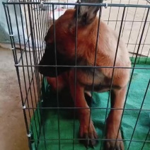 马犬幼犬，性格活泼，疫苗齐全。