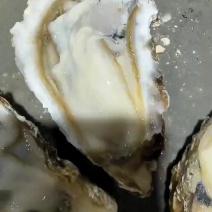2+生蚝现场检测肥度