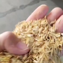 过筛净壳酒厂专用，米厂直供常年有货，量大从优