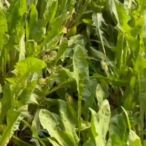 东北野菜婆婆丁（蒲公英）