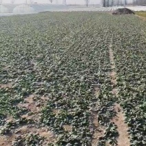 菠菜货源充足，产地直发，诚信经营，欢迎客商来电