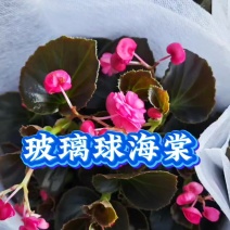 玻璃球海棠四季开花