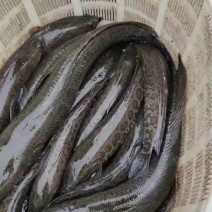 野生黑鱼财鱼土黑鱼