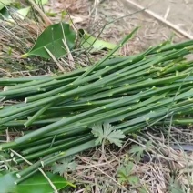 正宗融安脆蜜枝条