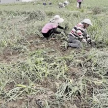云南正宗红皮大蒜大中小果自产自销批发量大从优产地直发