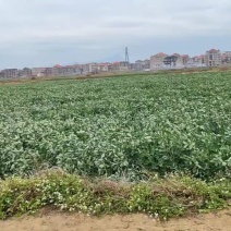 福建蚕豆品质好，价格优
