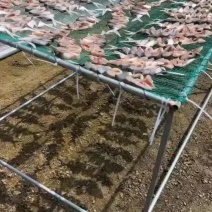 金鲳鱼海鲜干货，零添加剂