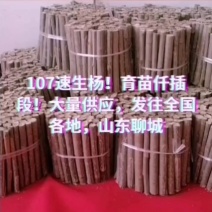 107速生杨