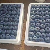 精品蓝莓小果豆子25