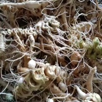 四川竹节种苗，欢迎需要老板咨询订购。