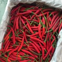 优质小米椒