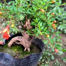 精品籽播花石榴