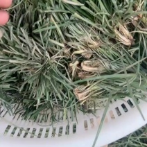 细叶麦冬苗种苗