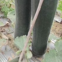黑皮冬瓜