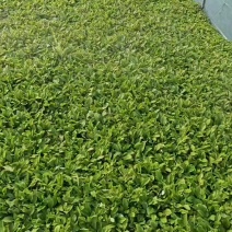 马兰头