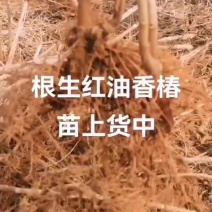 鸡冠红红油香椿大田苗子起苗发货进行中