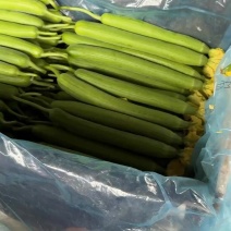 兰陵县精品鲜花丝瓜全国可发货量充足