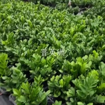 金钱树
