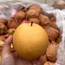 正宗烟台莱阳韩国大新高梨，原产地，