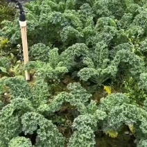 羽衣甘蓝基地全年供应