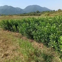 金兰柚苗