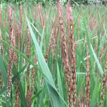 正在抽穗、扬花的胭脂稻。