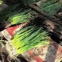 吉林香葱.产地直发大量供应.天天发车
