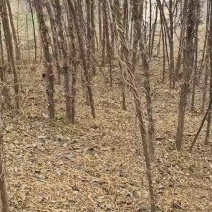 大刺皂角树产地货源米径3-5公分，实地看货，裸根价