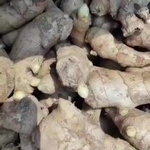 优质姜种，真实价格，山农一号，胖孩等大黄姜种小黄姜种