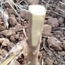 嫁接红富士苹果