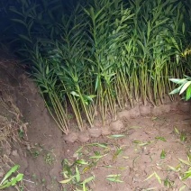 夹竹桃
