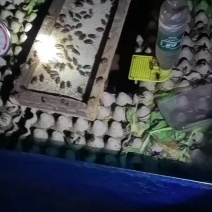 精品活蟋蟀基地直发品质保证量大从优一手货源欢迎联系