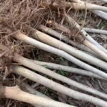产地占地核桃8公分左右通货产地一手货源，现挖先发