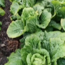 黄心大白菜，4—6斤左右