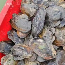 河蚌大货，