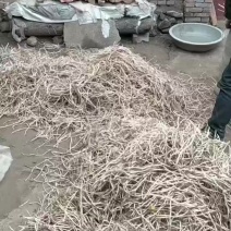 子弹头款冬花苗子