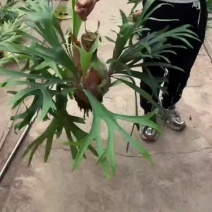 二岐鹿角蕨盆栽挂板定种植网红附生室内办公书房客厅观叶悬挂
