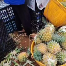 广东【徐闻菠萝】-全国供应-市场-电商-工厂
