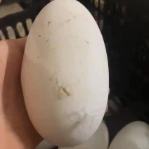 直供鹅蛋